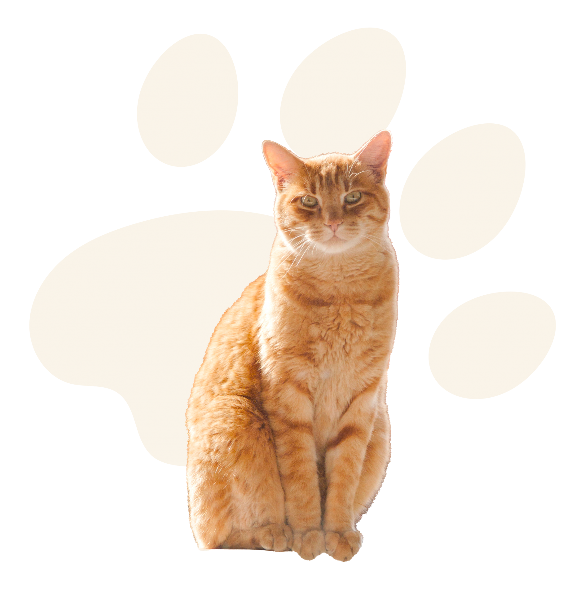 Chat kinésiologie